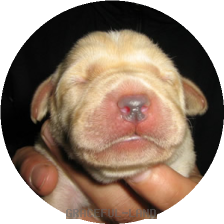 ホワイト子犬(マリ)